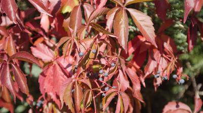 Foto Knack den Farb-Code des Herbstes!